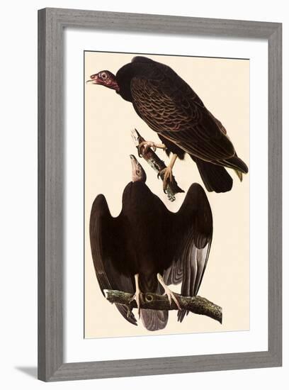 Turkey Vultures-John James Audubon-Framed Giclee Print