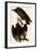 Turkey Vultures-John James Audubon-Framed Giclee Print