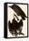 Turkey Vultures-John James Audubon-Framed Premier Image Canvas