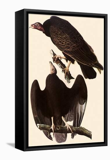 Turkey Vultures-John James Audubon-Framed Premier Image Canvas