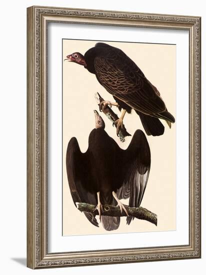 Turkey Vultures-John James Audubon-Framed Giclee Print