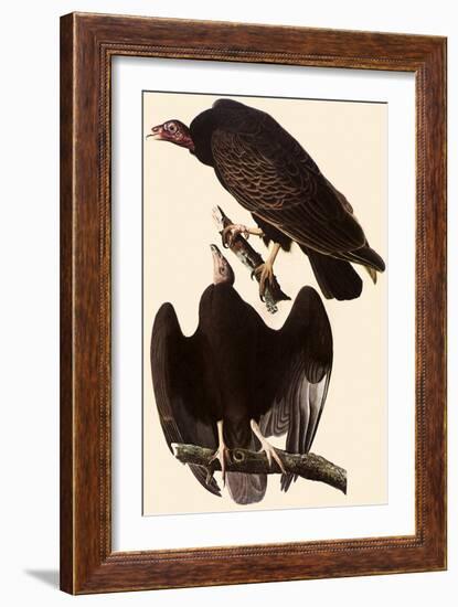 Turkey Vultures-John James Audubon-Framed Giclee Print