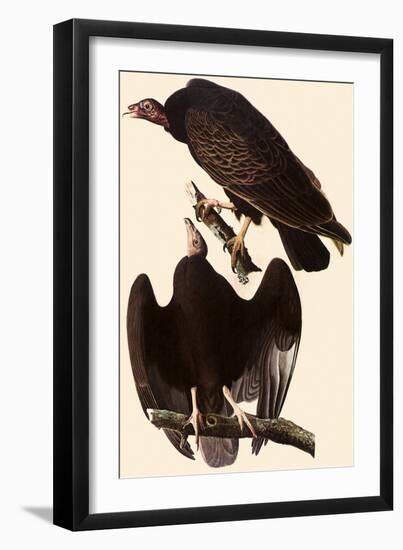 Turkey Vultures-John James Audubon-Framed Giclee Print