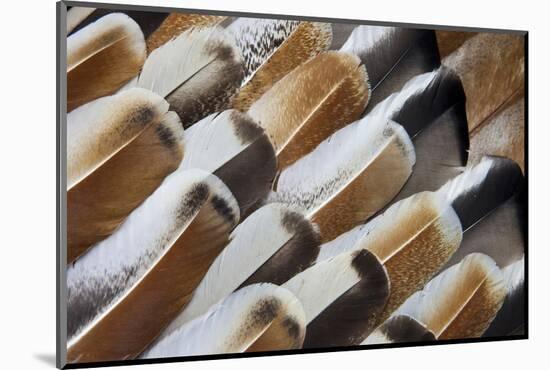 Turkey Wing Feathers Fanned Out-Darrell Gulin-Mounted Photographic Print