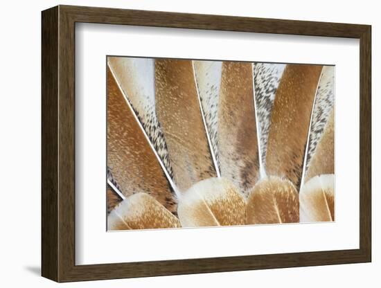 Turkey Wing Feathers Fanned Out-Darrell Gulin-Framed Photographic Print