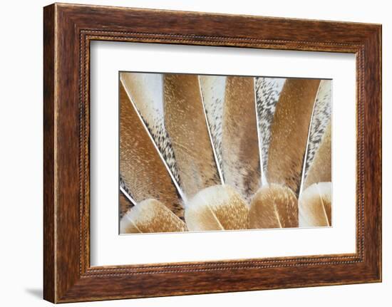 Turkey Wing Feathers Fanned Out-Darrell Gulin-Framed Photographic Print