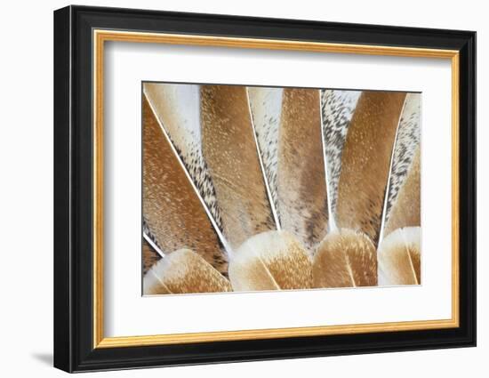 Turkey Wing Feathers Fanned Out-Darrell Gulin-Framed Photographic Print