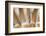 Turkey Wing Feathers Fanned Out-Darrell Gulin-Framed Photographic Print