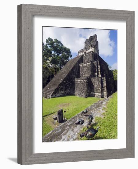 Turkeys at a Pyramid in the Mayan Ruins of Tikal, UNESCO World Heritage Site, Guatemala-Christian Kober-Framed Photographic Print