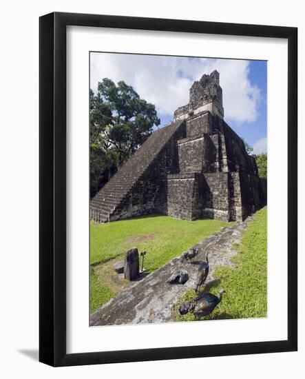 Turkeys at a Pyramid in the Mayan Ruins of Tikal, UNESCO World Heritage Site, Guatemala-Christian Kober-Framed Photographic Print