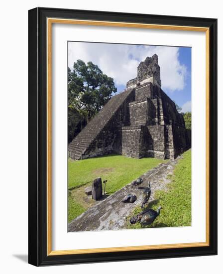 Turkeys at a Pyramid in the Mayan Ruins of Tikal, UNESCO World Heritage Site, Guatemala-Christian Kober-Framed Photographic Print