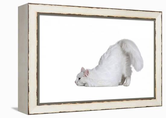 Turkish Angora Cat-Fabio Petroni-Framed Premier Image Canvas