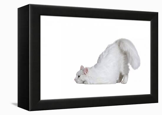 Turkish Angora Cat-Fabio Petroni-Framed Premier Image Canvas