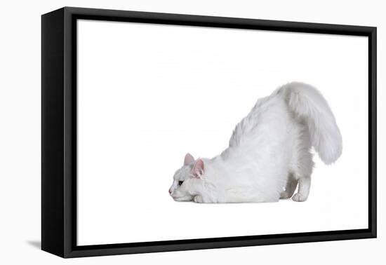 Turkish Angora Cat-Fabio Petroni-Framed Premier Image Canvas