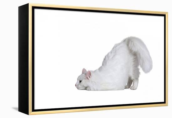 Turkish Angora Cat-Fabio Petroni-Framed Premier Image Canvas