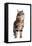 Turkish Angora Cat-Fabio Petroni-Framed Premier Image Canvas