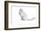 Turkish Angora Cat-Fabio Petroni-Framed Photographic Print