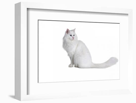 Turkish Angora Cat-Fabio Petroni-Framed Photographic Print