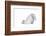 Turkish Angora Cat-Fabio Petroni-Framed Photographic Print