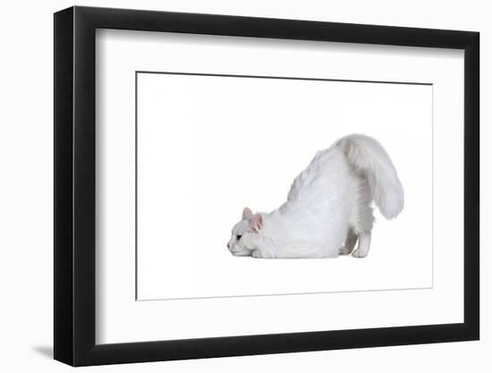 Turkish Angora Cat-Fabio Petroni-Framed Photographic Print