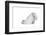 Turkish Angora Cat-Fabio Petroni-Framed Photographic Print