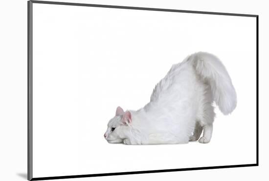 Turkish Angora Cat-Fabio Petroni-Mounted Photographic Print