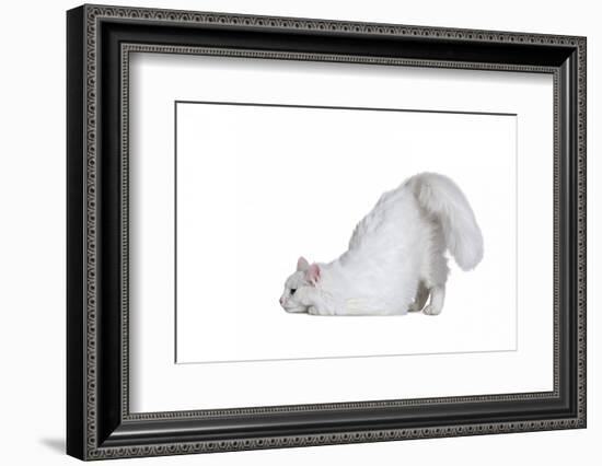 Turkish Angora Cat-Fabio Petroni-Framed Photographic Print