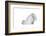 Turkish Angora Cat-Fabio Petroni-Framed Photographic Print