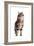 Turkish Angora Cat-Fabio Petroni-Framed Photographic Print