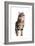 Turkish Angora Cat-Fabio Petroni-Framed Photographic Print