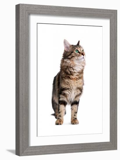 Turkish Angora Cat-Fabio Petroni-Framed Photographic Print