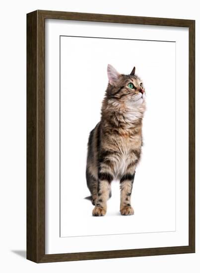 Turkish Angora Cat-Fabio Petroni-Framed Photographic Print