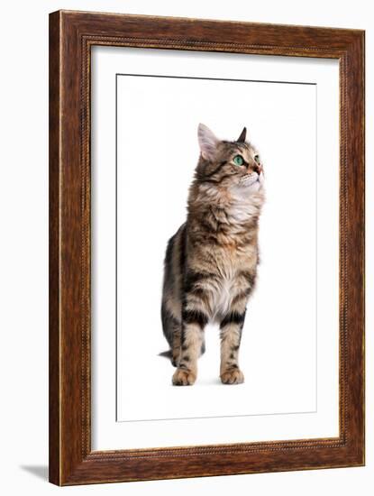 Turkish Angora Cat-Fabio Petroni-Framed Photographic Print