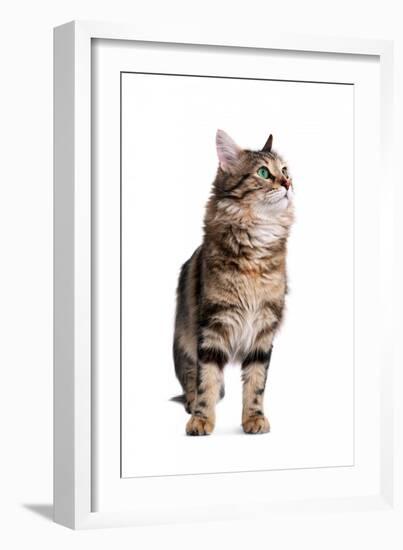 Turkish Angora Cat-Fabio Petroni-Framed Photographic Print