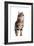 Turkish Angora Cat-Fabio Petroni-Framed Photographic Print