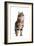 Turkish Angora Cat-Fabio Petroni-Framed Photographic Print