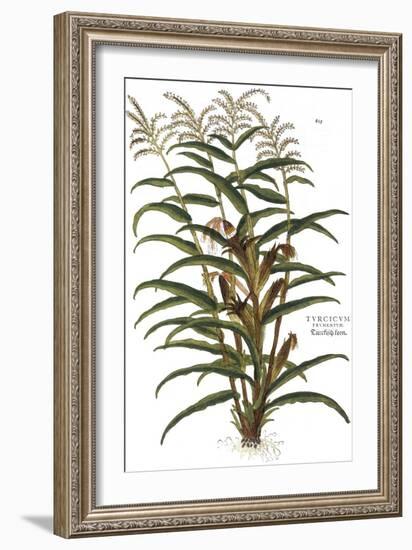 Turkish Corn, 1735-Elizabeth Blackwell-Framed Giclee Print