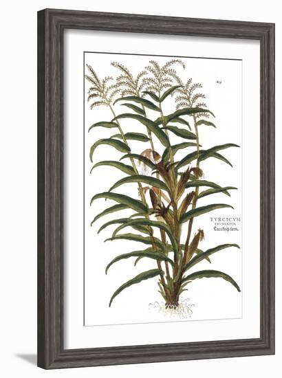 Turkish Corn, 1735-Elizabeth Blackwell-Framed Giclee Print