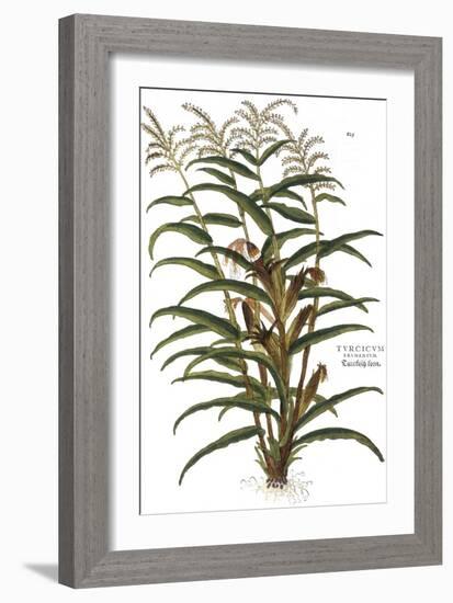 Turkish Corn, 1735-Elizabeth Blackwell-Framed Giclee Print