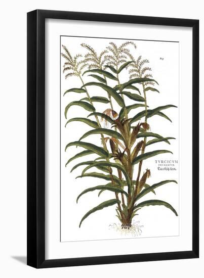 Turkish Corn, 1735-Elizabeth Blackwell-Framed Giclee Print