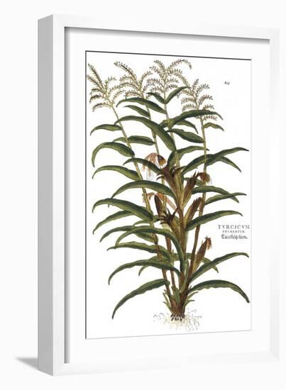 Turkish Corn, 1735-Elizabeth Blackwell-Framed Giclee Print