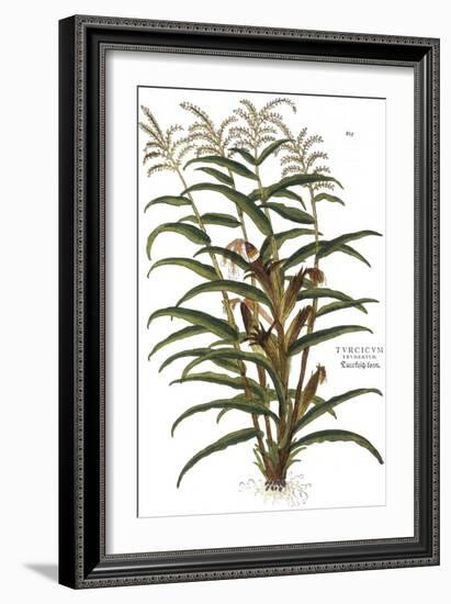 Turkish Corn, 1735-Elizabeth Blackwell-Framed Giclee Print