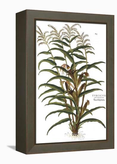 Turkish Corn, 1735-Elizabeth Blackwell-Framed Premier Image Canvas