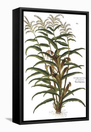 Turkish Corn, 1735-Elizabeth Blackwell-Framed Premier Image Canvas