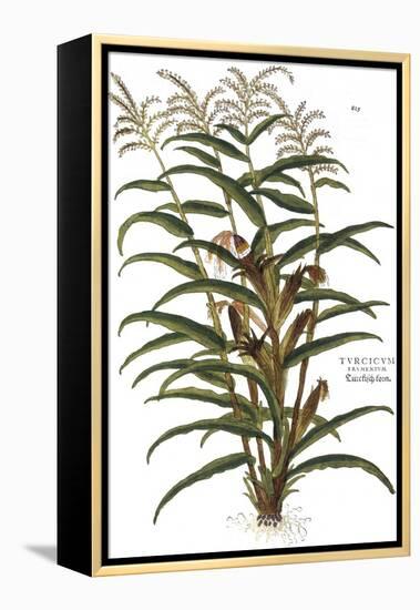 Turkish Corn, 1735-Elizabeth Blackwell-Framed Premier Image Canvas