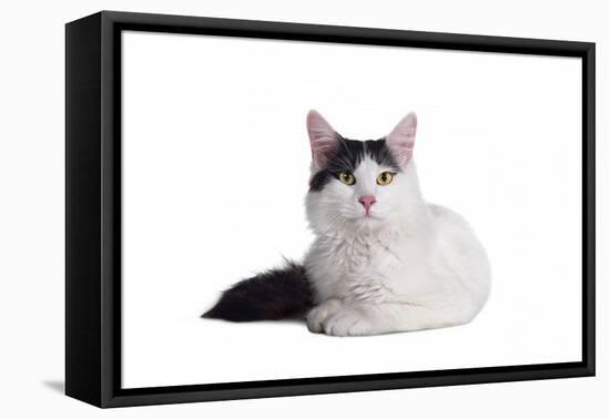 Turkish Van Cat-Fabio Petroni-Framed Premier Image Canvas