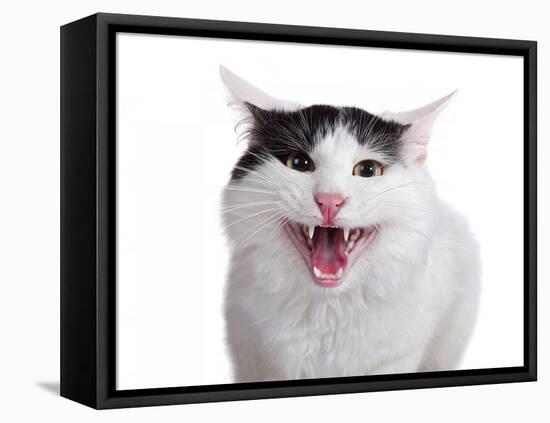 Turkish Van Cat-Fabio Petroni-Framed Premier Image Canvas