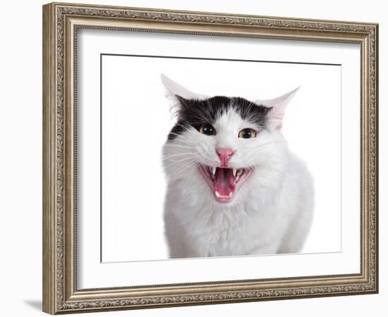 Turkish Van Cat-Fabio Petroni-Framed Photographic Print