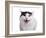 Turkish Van Cat-Fabio Petroni-Framed Photographic Print