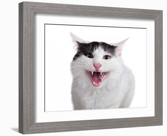 Turkish Van Cat-Fabio Petroni-Framed Photographic Print